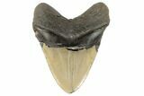 Huge, Fossil Megalodon Tooth - North Carolina #188213-1